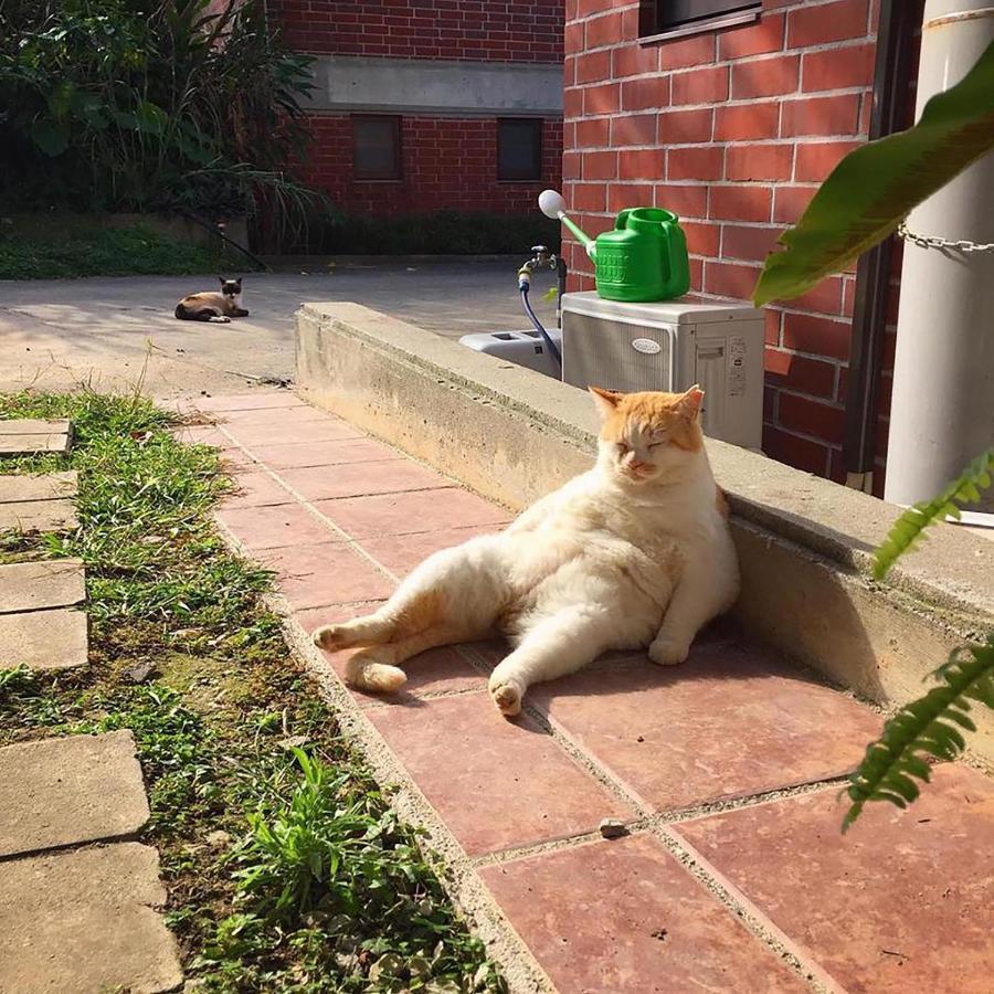Cats,piano & Starry Sky Garden -starry Forest Okinawa-